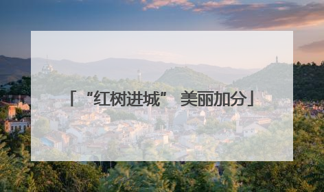 “红树进城” 美丽加分