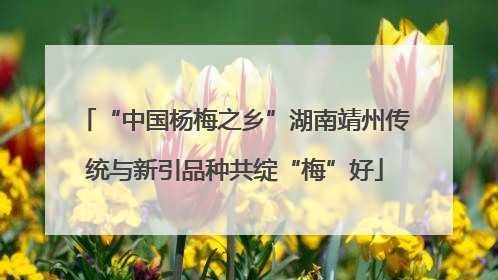 “中国杨梅之乡”湖南靖州传统与新引品种共绽“梅”好