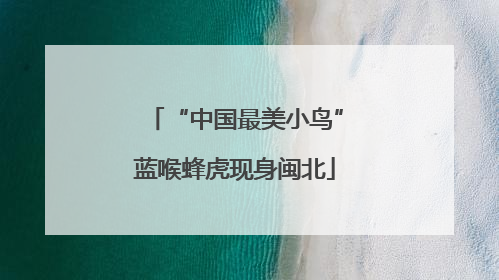 “中国最美小鸟”蓝喉蜂虎现身闽北
