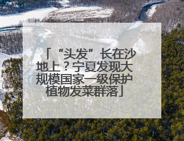 “头发”长在沙地上？宁夏发现大规模国家一级保护植物发菜群落