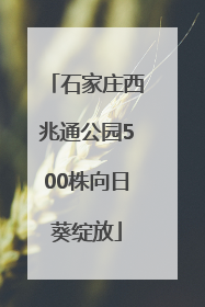 石家庄西兆通公园500株向日葵绽放