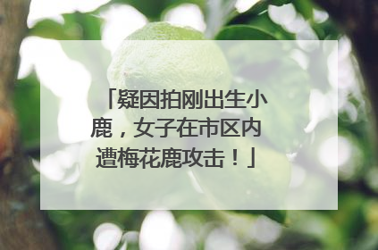 疑因拍刚出生小鹿，女子在市区内遭梅花鹿攻击！
