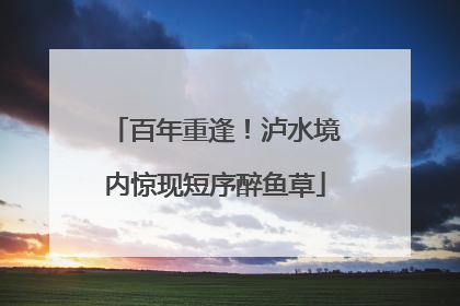 百年重逢！泸水境内惊现短序醉鱼草