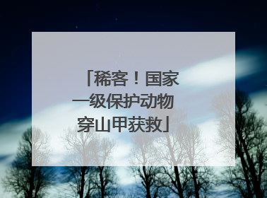 稀客！国家一级保护动物穿山甲获救