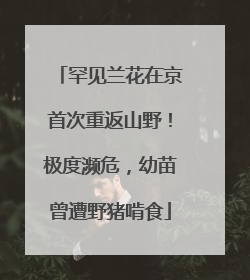 罕见兰花在京首次重返山野！极度濒危，幼苗曾遭野猪啃食