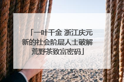 一叶千金 浙江庆元新的社会阶层人士破解荒野茶致富密码