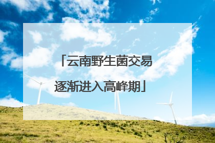 云南野生菌交易逐渐进入高峰期