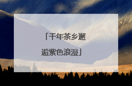 千年茶乡邂逅紫色浪漫