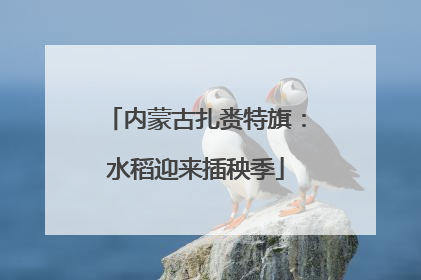 内蒙古扎赉特旗：水稻迎来插秧季