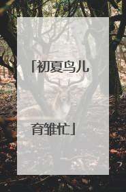 初夏鸟儿育雏忙