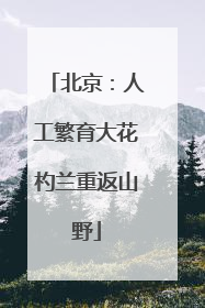 北京：人工繁育大花杓兰重返山野