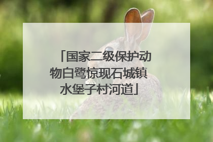 国家二级保护动物白鹭惊现石城镇水堡子村河道
