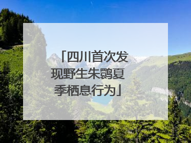 四川首次发现野生朱鹮夏季栖息行为