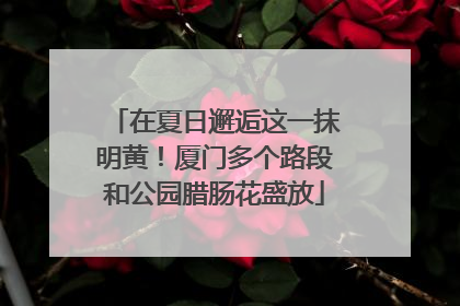 在夏日邂逅这一抹明黄！厦门多个路段和公园腊肠花盛放