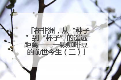 在非洲，从“种子”到“杯子”的遥远距离——一颗咖啡豆的前世今生（三）