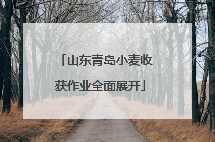 山东青岛小麦收获作业全面展开