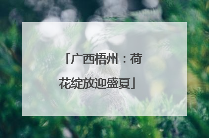 广西梧州：荷花绽放迎盛夏