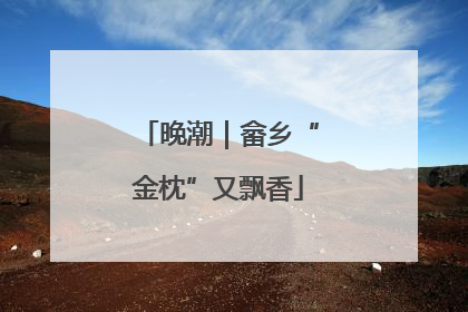 晚潮｜畲乡“金枕”又飘香