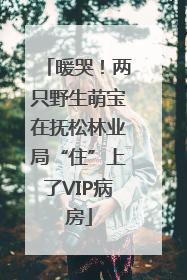 暖哭！两只野生萌宝在抚松林业局“住”上了VIP病房