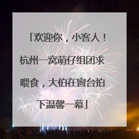 欢迎你，小客人！杭州一窝萌仔组团求喂食，大伯在窗台拍下温馨一幕