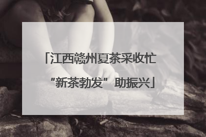 江西赣州夏茶采收忙 “新茶勃发”助振兴