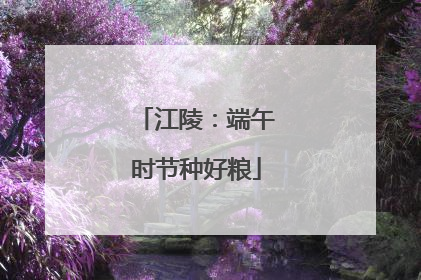 江陵：端午时节种好粮