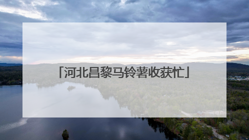 河北昌黎马铃薯收获忙