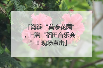 海淀“莫奈花园”，上演“稻田音乐会”！现场直击