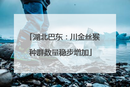 湖北巴东：川金丝猴种群数量稳步增加