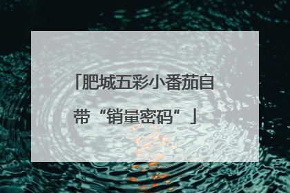 肥城五彩小番茄自带“销量密码”