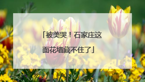 被美哭！石家庄这面花墙藏不住了