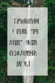 西南首例！首批“四川籍”朱鹮在沐川野化放飞
