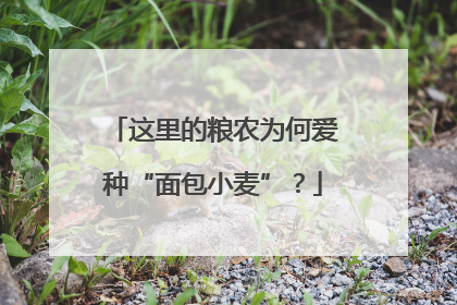 这里的粮农为何爱种“面包小麦”？