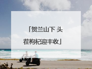 贺兰山下 头茬枸杞迎丰收