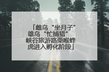 雌鸟“坐月子”雄鸟“忙捕猎” 峡谷旅游路栗喉蜂虎进入孵化阶段